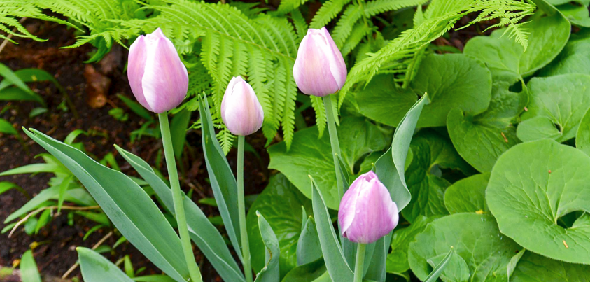 Tulip Bulbs - Perennial Garden